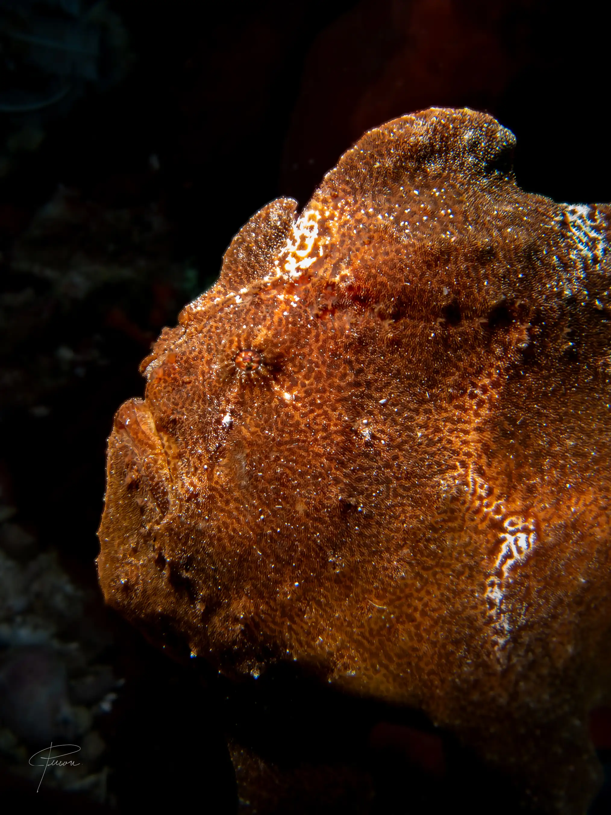 Giant frogfish - District 1 - 14m